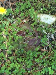 Toxicodendron pubescens