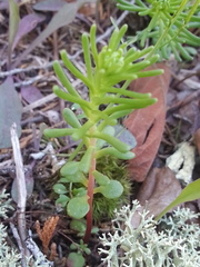 Sedum pulchellum
