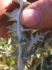 Berkheya heterophylla