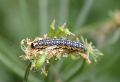 Depressaria daucella