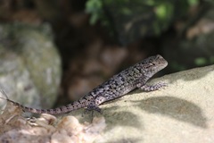 Sceloporus hondurensis