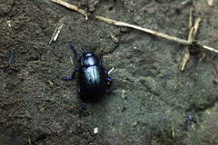 Chrysolina exanthematica