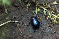 Chrysolina exanthematica