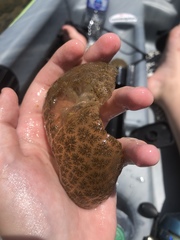 Pectinatella magnifica