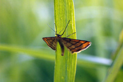Idaea aureolaria
