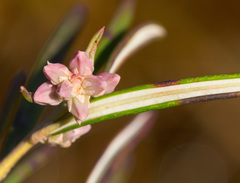 Andromeda polifolia glaucophylla