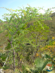 Vachellia bilimekii