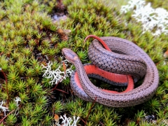 Red-Bellied Snake photo 4
