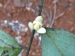 Polyceratocarpus parviflorus