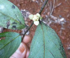 Polyceratocarpus parviflorus