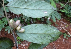 Polyceratocarpus parviflorus