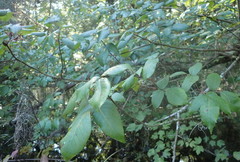 Toxicodendron radicans image