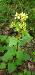 Arnoglossum diversifolium