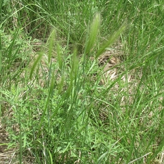 Hordeum pusillum