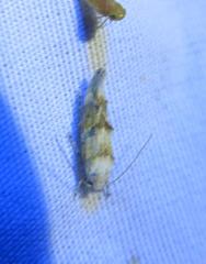 Mompha rufocristatella