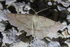 Euchlaena marginaria