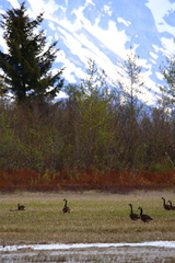 Branta canadensis occidentalis