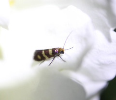 Micropterix aureatella