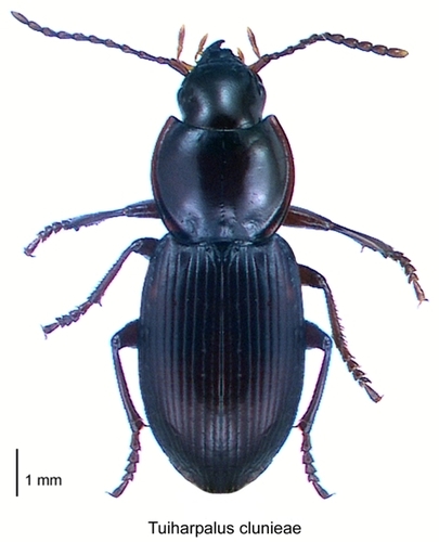 Tuiharpalus clunieae