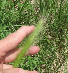 Hordeum pusillum