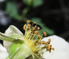 Micropterix aureatella