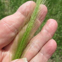 Hordeum pusillum