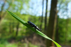 Platycerus