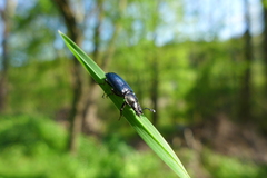 Platycerus