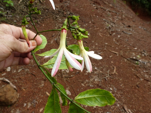 Vahadenia