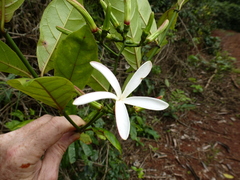 Vahadenia caillei