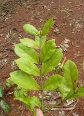 Vahadenia caillei