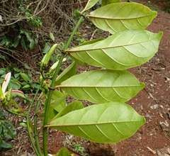 Vahadenia caillei