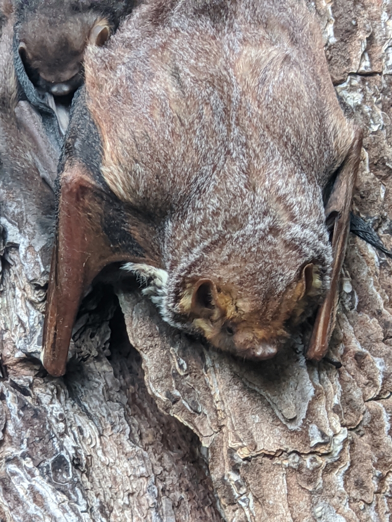 Seminole Bat