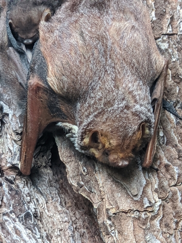 Seminole Bat