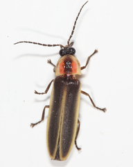 Photinus ardens