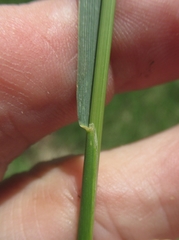 Hordeum pusillum