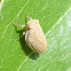 Agalmatium bilobum