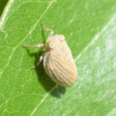 Agalmatium bilobum