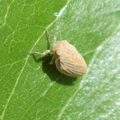 Agalmatium bilobum