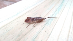 Nemotaulius hostilis