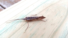 Nemotaulius hostilis