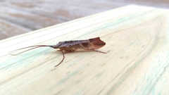 Nemotaulius hostilis