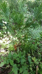 Calocedrus