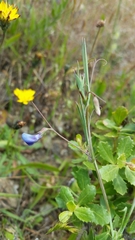 Lathyrus angulatus