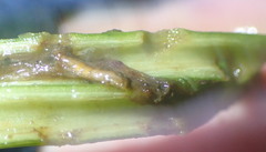 Macrorrhinia endonephele