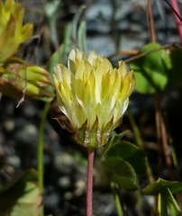 Trifolium fucatum