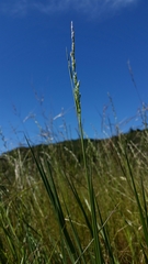 Agrostis pallens