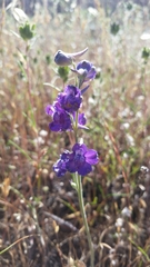 Delphinium hesperium