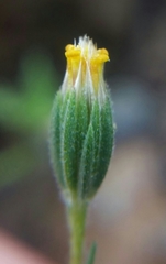Rigiopappus leptocladus