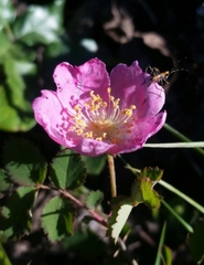 Rosa spithamea